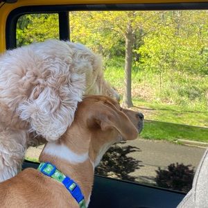 Meet your Posher, Casey